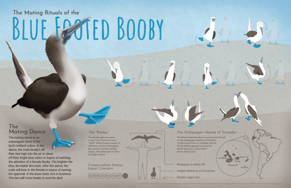 Blue footed booby infographic